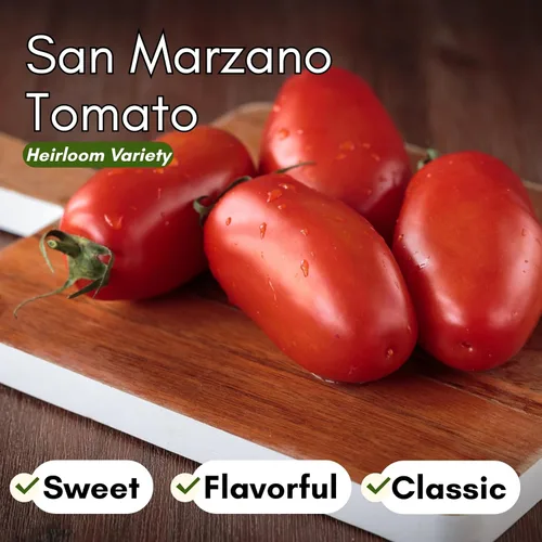 Miniatura 2 de Woods Creek Seeds: Semillas de tomate San Marzano para plantar, semillas de tomate tradicionales para plantar al aire libre, interior, patio