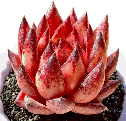 Echeveria Agavoides Romeo - Plantas suculentas vivas raras, planta roja de 1 cabeza de 2.7 pulgadas, raíz desnuda sin tierra para maceta, escritorio