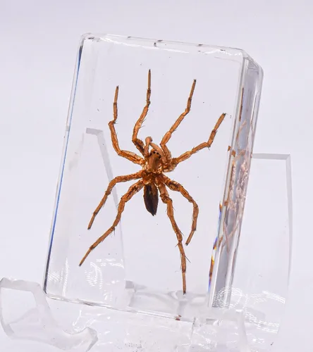 Miniatura 15 de 44mm de escorpión negro real en resina de lucite transparente cristalina, especímenes de artesanía, insectos de varios animales, colección
