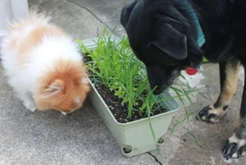 Miniatura 4 de A los perros y gatos les encantan las semillas certificadas -(50 - Semillas)