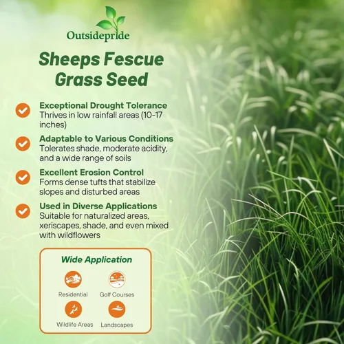 Miniatura 2 de Outsidepride Semillas de césped de festuca fina de ovejas, 50 libras perennes tolerantes al calor y a la sequía, césped denso y resistente al