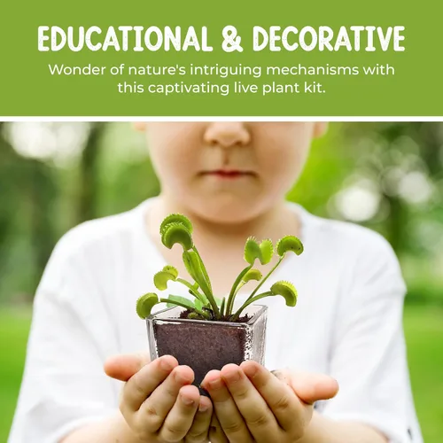 Miniatura 6 de Planta Viva Venus Atrapamoscas con Maceta de Cubo de Cristal Elegante de 2.5" - Planta Carnívora Come Insectos - Suelo para Plantas Carnívoras