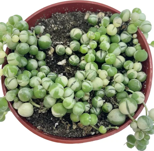 Miniatura 2 de Suculenta Viva Cadena de perlas abigarradas de 4 pulgadas, plantas suculentas vivas, plantas suculentas totalmente enraizadas, planta colgante
