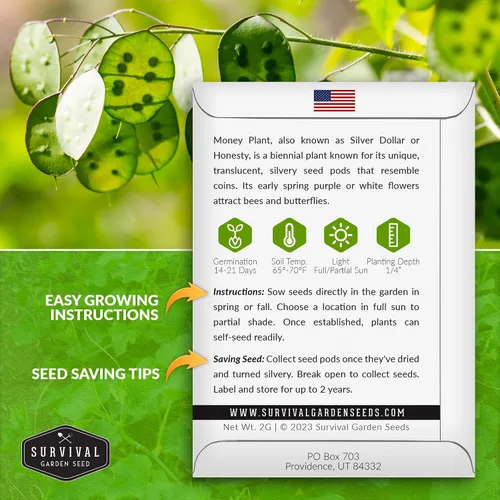 Miniatura 2 de Survival Garden Seeds Semillas de plantas de dinero para plantar, 1 paquete con instrucciones para cultivar Lunaria Annua en el jardín de tu casa