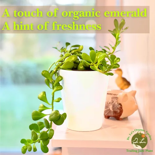 Miniatura 8 de Planta de jade colgante orgánica de Dr. Lu Planta de jade rara Plantas suculentas vivas Plantas purificadoras de aire para interior Plantas