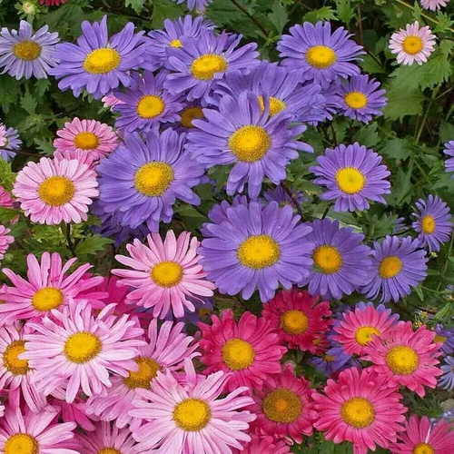 1000 Aster Semillas de una sola flor Sensation Mix Callistephus chinensis