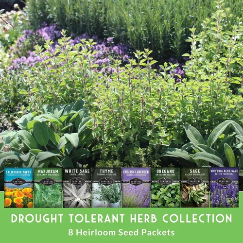 Miniatura 3 de Semillas tolerantes a la sequía para plantar, 8 hierbas y flores resistentes al calor y al agua para jardines de Xeriscape y clima seco - Survival
