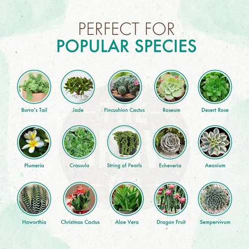 Miniatura 3 de The Grow Co Alimento para plantas de suculentas y cactus, fórmula suave de larga duración, fertilizante de liberación lenta (alternativa líquida)