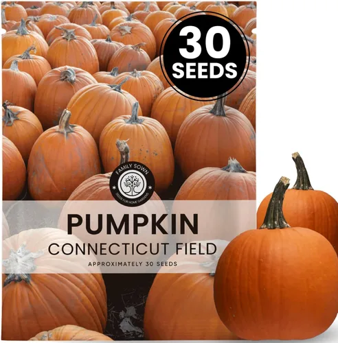 Miniatura 8 de Jack-O'-Lantern - Semillas de calabaza – 25 semillas premium para plantar – Talla clásica y cosecha de otoño variedad para la temporada 2026 – Bolsa