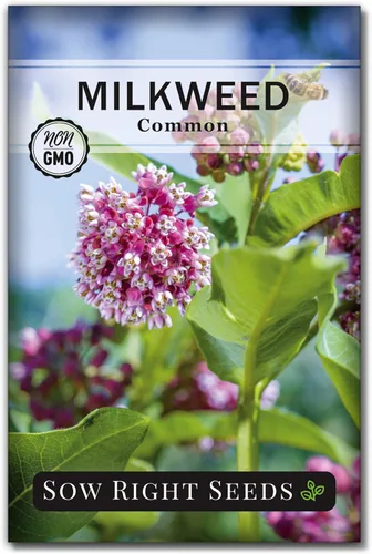 Sow Right Seeds - Semillas de algodoncillo común para plantar - Cultiva tus propias asclepias para mariposas monarca - Mala de leche/Asclepias -
