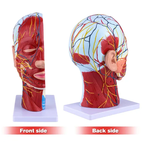 Miniatura 4 de Ultrassist Modelo anatómico humano de media cabeza con detalles neurovasculares y musculares superficiales, cabeza de Asaro y anatomía cerebral