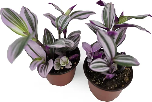 Judío errante | Juego de 2 | Pink Tradescantia Nanouk | Plantas vivas enraizadas en macetas de 4 pulgadas