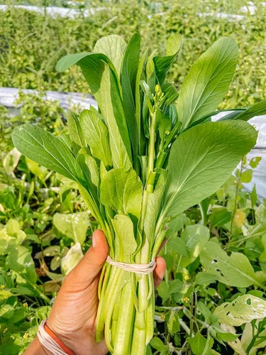 Miniatura 2 de Yu Choy Sum Seeds, vegetal verde asiático sin OMG, más de 4000 semillas, crecimiento rápido por Mai's Family
