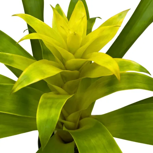 Miniatura 4 de BubbleBlooms Bromelia amarilla en maceta de 4 pulgadas Nidularium billbergioides