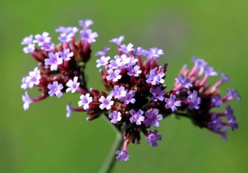 Miniatura 2 de Los racimos de flores lilas profundas son muy llamativos!!! Wow! (25 - Semillas)