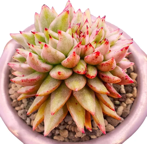 Miniatura 4 de Echeveria Agavoides - Plantas suculentas vivas raras de dragón azul, 1 maceta de cabeza de 2.5 pulgadas, planta viva naranja, excluye maceta