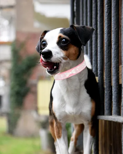 Miniatura 3 de Collar de Perro Brillante para Perros Pequeños, Medianos y Grandes, Collar de Perro con Corona de Rinstones para Niña y Niño, Collares de Perro