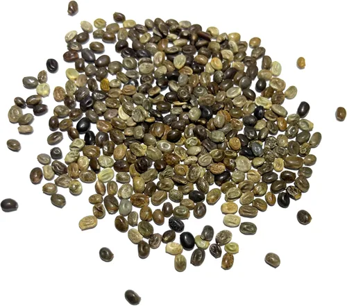 Miniatura 6 de Seed Needs Semillas silvestres perennes de altramuces para plantar reliquias y flores polinizadas abiertas, flores atractivas perfectas para un