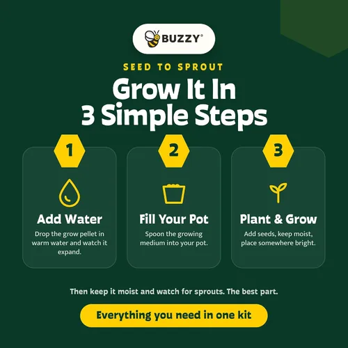 Miniatura 5 de BUZZY Seeds Daydream - Mini macetas de terracota con paquetes de semillas de margarita, juego de iniciación todo en uno con instrucciones medianas