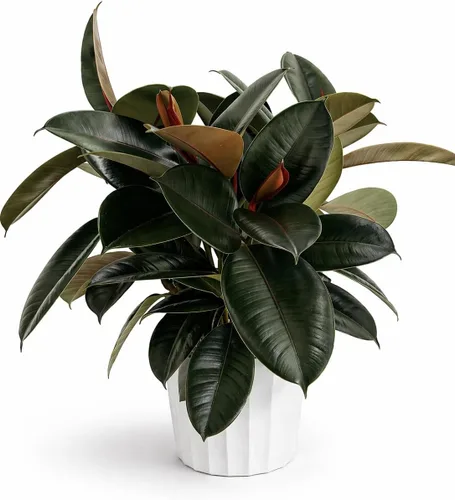 Miniatura 22 de Agloanema Garnet House Plant, Chinese Evergreen Live Plant for Indoor Spaces, Colorful Aglaonema Live Plant, Feng Shui Plants Live Houseplants for