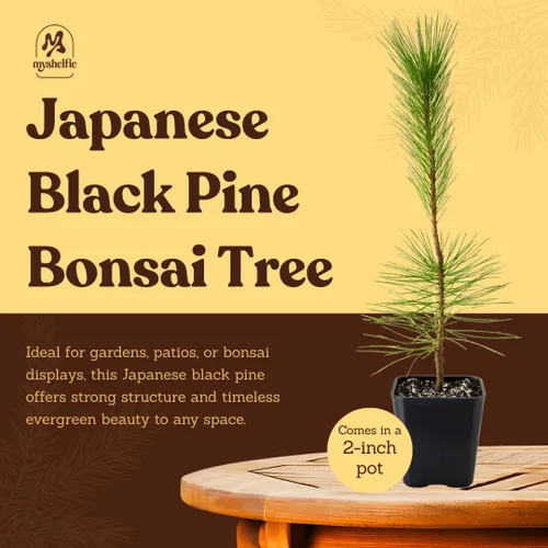 Miniatura 5 de My Shelfie - Árbol bonsái de pino negro japonés, árbol bonsái alto, plantas vivas para jardín exterior o interior, maceta de 2 pulgadas
