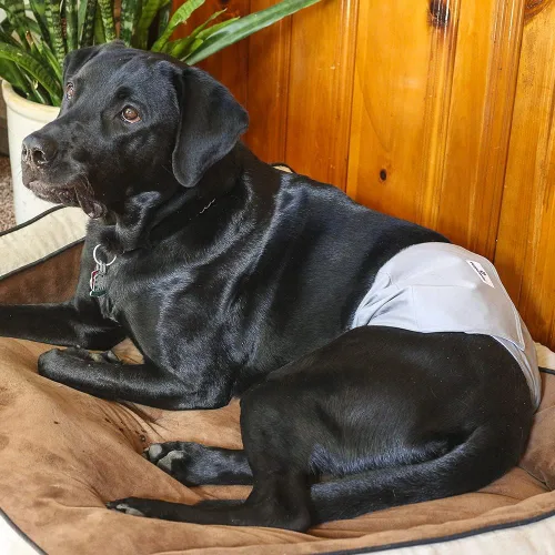 Miniatura 9 de Bandas para vientre de perros lavables (3 PACK) de fundas duraderas para perros machos. Pañales de calidad para perros macho. Bandas cómodas