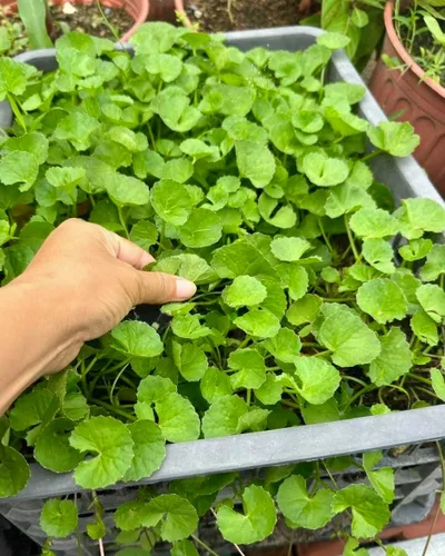 Miniatura 4 de 1200 semillas Centella – Gotu Kola, Rau Má, Centella Asiatica, Pennywort asiático, Pennywort indio, Brahmi, Mandukaparni – Sin OGM, reliquia