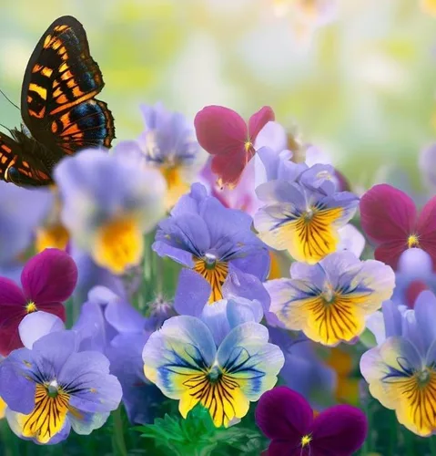 Miniatura 4 de Viola wittrockiana 'Swiss Giants' (Pansy, Mixed) Semillas de flores, grandes, flores vistosas, aspecto distintivo, altamente atractivo