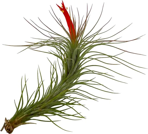 Miniatura 4 de ragnaroc Air Plants - Caja de Regalo Elsker - Grande 4" - 5ct - Llegada Viva Garantizada - Plantas de interior para decoración del hogar y regalo