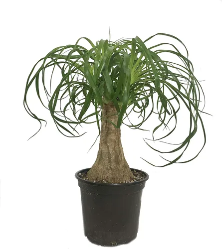 Palmera de cola de caballo, planta viva en una maceta de cultivo de 6 pulgadas, Beaucarnea Recurvata, hermosa planta de interior suculenta de aire