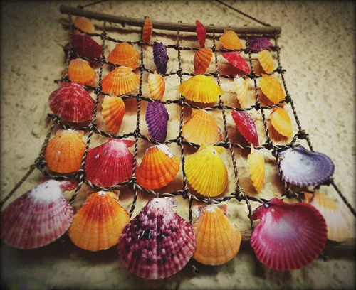 Miniatura 7 de Conchas marinas mixtas de playa, 9 tipos de conchas marinas de 1.2 a 3.5 pulgadas, varios tamaños, conchas naturales y 2 tipos de estrellas de mar