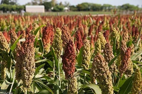Semillas de sorgo verticales de colores - reliquia - sin tratar - maíz ornamental (100 semillas)