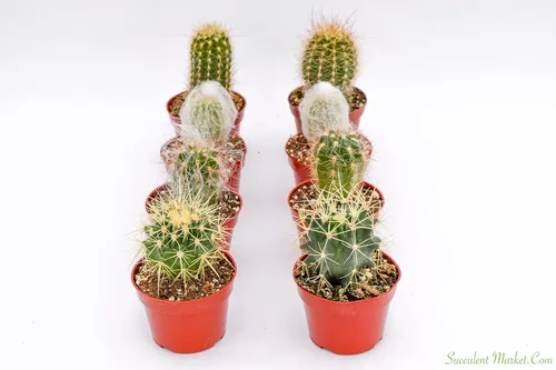 Miniatura 2 de Cactus Plants Live - Plantas de cactus grandes surtidas de 4 pulgadas - Plantas de cactus en maceta totalmente enraizadas - Juego de plantas
