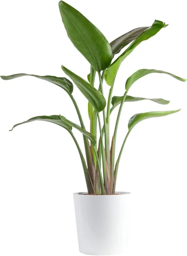 Costa Farms - Planta de interiores Maceta de decoración minimalista