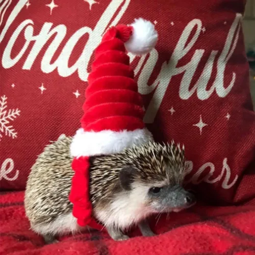 Miniatura 4 de Sombrero de Papá Noel de conejillo de indias, gatito, conejo, hámster, chinchilla, erizo, hurones, ardilla, sombrero de Navidad, gorra de Papá Noel