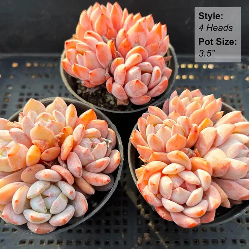 Miniatura 3 de Echeveria Snow Angel - Plantas suculentas vivas raras, 4 cabezas tamaño maceta de 3.5 pulgadas, planta viva rosa, excluye maceta y tierra, Echeveria
