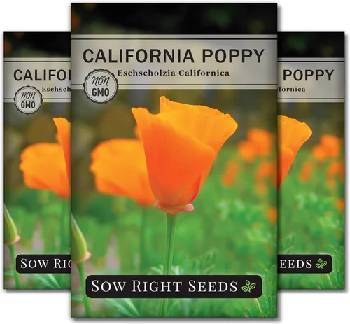 Sow Right Seeds - Semillas de amapola de California para plantar - Paquete de semillas de reliquia sin OMG con instrucciones para cultivar un