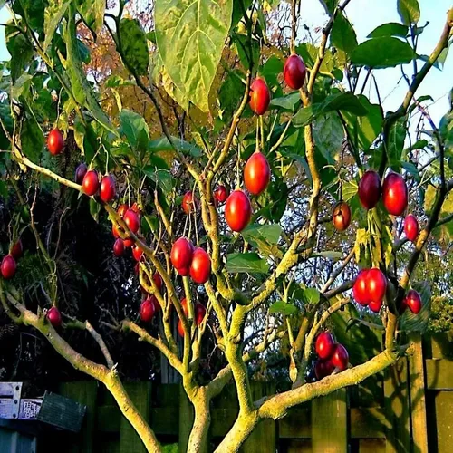 Miniatura 4 de HPGS 10 Seeds - Semillas de tomate Tamarillo Cyphomandra betacea Garden Fruit - Planta de crecimiento rápido, verde, naranja, rojo