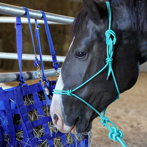 Miniatura 7 de Majestic Ally Cabestro de entrenamiento de poliéster rígido de 1/4 pulgadas con 4 nudos con cuerda de plomo a juego de 10 pies para caballos, Negro