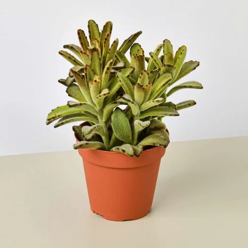 Miniatura 16 de Suculenta Crassula Jade Planta viva para interior Diferentes plantas de interior en maceta de 4 y 6 pulgadas Planta de casa real para sala