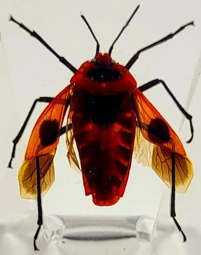 Miniatura 22 de Escarabajo británico Chafer de rosa real de 1.732 pulgadas en resina de lucita cristalina, muestra preservada de cetonia aurata, insectos