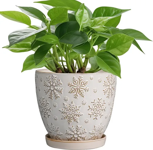 Miniatura 14 de MPotTo Maceta de 6.9 pulgadas con orificio de drenaje y platillo de cerámica para plantas de interior, maceta para orquídeas y suculentas
