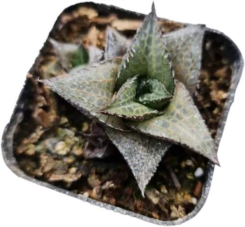 Miniatura 10 de Plantas Haworthia vivas (maceta de 2" retusa f. geraldii)