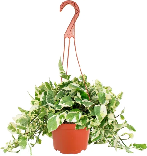 Shop Succulents Pothos N Joy, planta viva de interior, planta de interior de bajo mantenimiento con elegantes hojas verdes y blancas variegadas, N