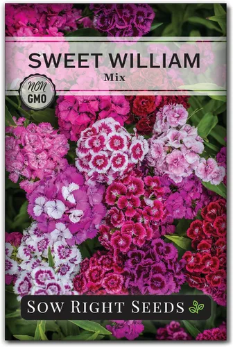 Semillas de flores para plantar Sweet William Mix - Hermosa y comestible variedad bienal - Paquete de reliquia sin OMG para plantar el jardín de