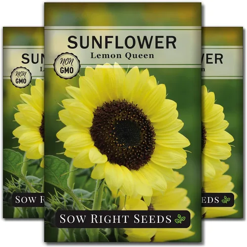 Miniatura 8 de Sow Right Seeds - Semillas de girasol Lemon Queen para plantar - Paquete de reliquia sin OMG con instrucciones para cultivar - Floraciones