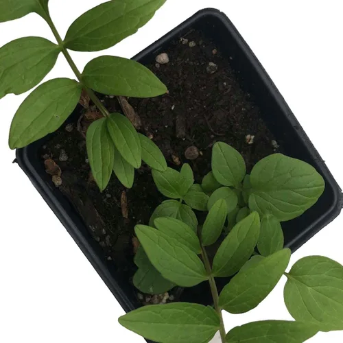 Miniatura 2 de Smoke Camp Crafts Planta de hierba de valeriana orgánica (Valeriana officinalis) Planta viva en maceta de 2.5 pulgadas, cura, heliotropo de jardín