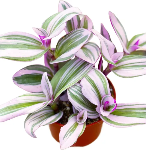 Miniatura 12 de Suculenta Viva Othonna Capensis Collar de Rubí de 4 pulgadas, Plantas Suculentas Vivas, Plantas Suculentas Totalmente Enraizadas, Planta