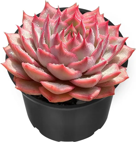 Sprout N Green Echeveria 'Pink Tips', Mini planta suculenta viva totalmente arraigada en maceta de 2 pulgadas, planta de interior para interiores y