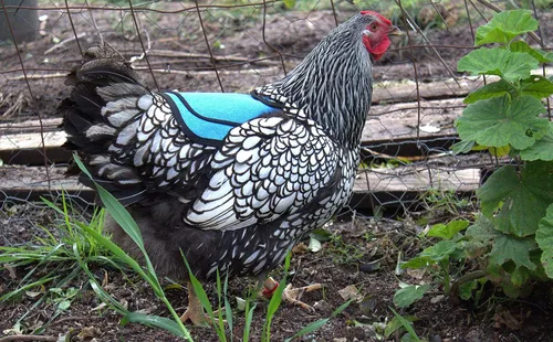 Miniatura 6 de DOWN UNDER OUTDOORS Sillín para pollo mediano-grande con correas ajustables, delantal para pollo, protector de aves de corral, suministros para Azul